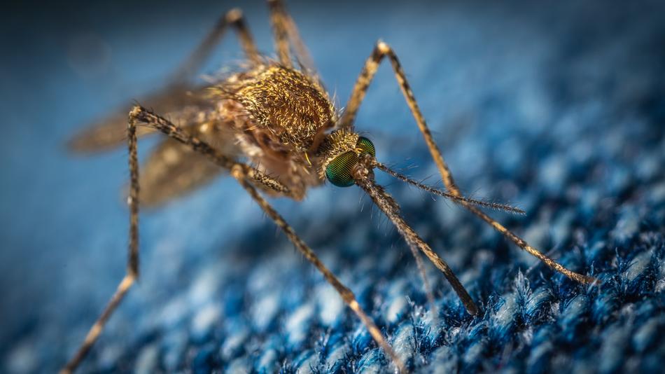 Mosquito The Insect