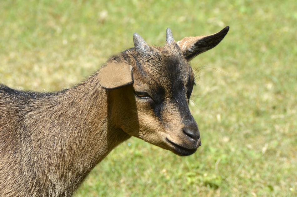 Goat Kitz Cute