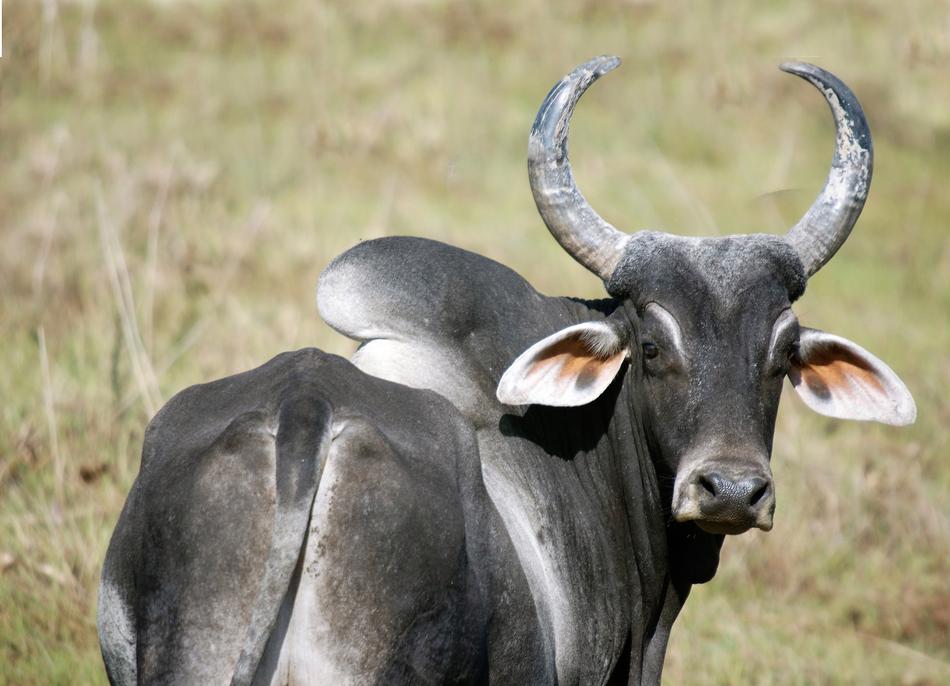 Zebu Animal Ruminants South