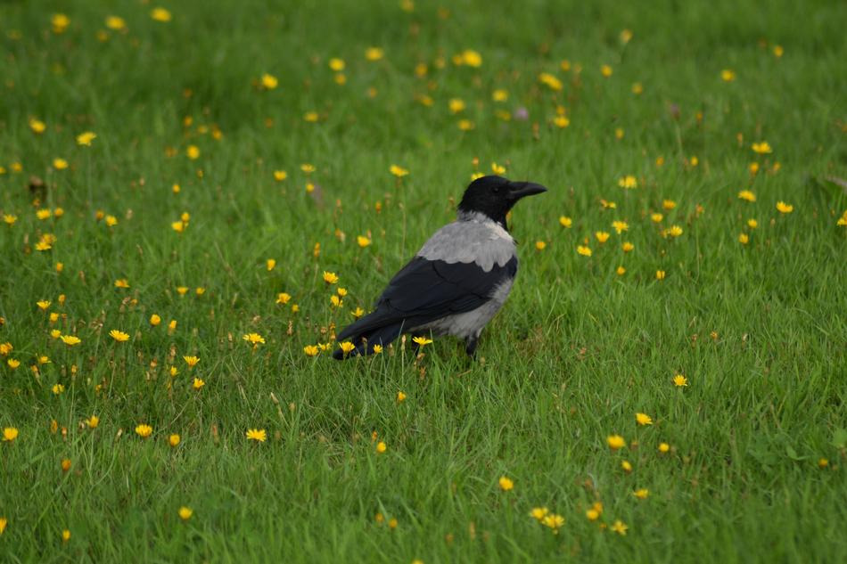 Crow Bird Grass