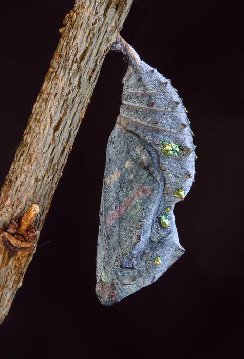 Red Admiral Pupa Cocoon