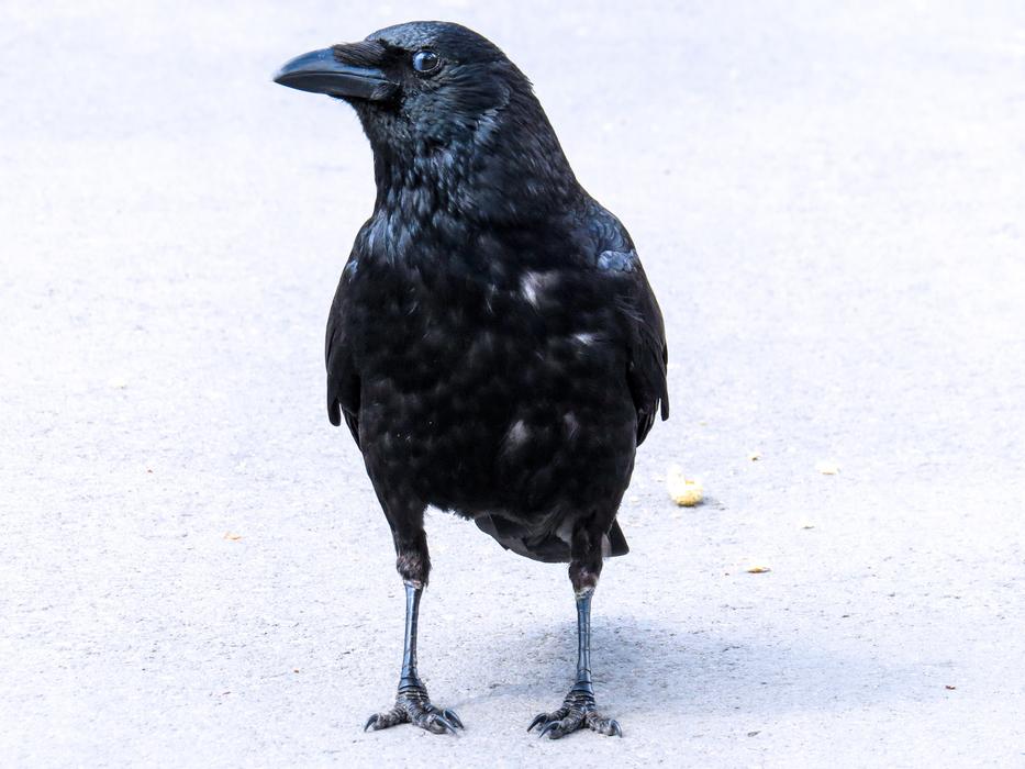 Animal Bird Raven