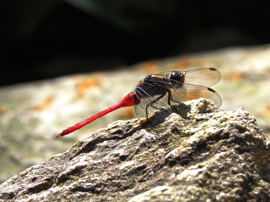 Dragonfly Pink Insect