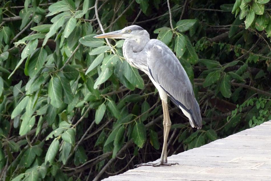 Grey Heron Ardea Cinerea
