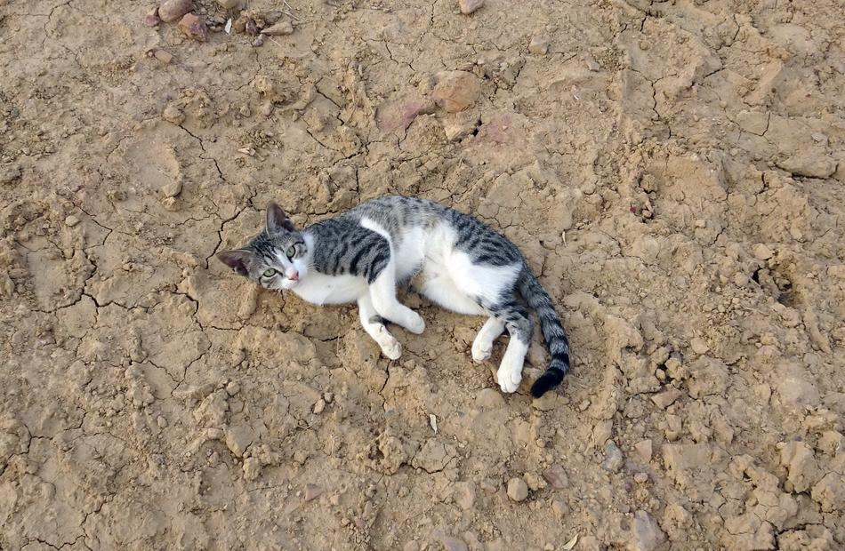 Kitten Cat Pet