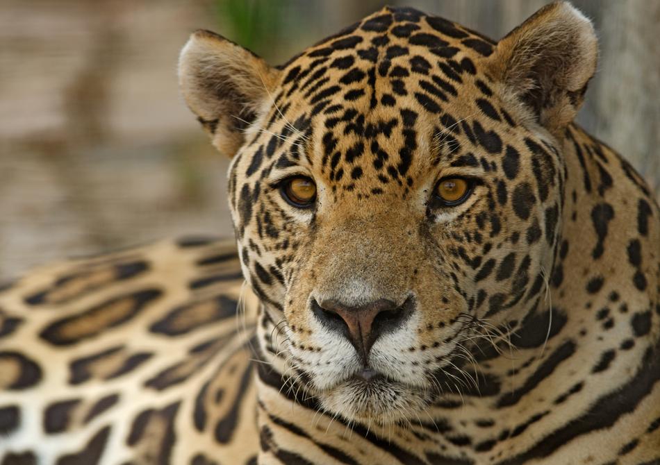 Jaguar Feline Spots