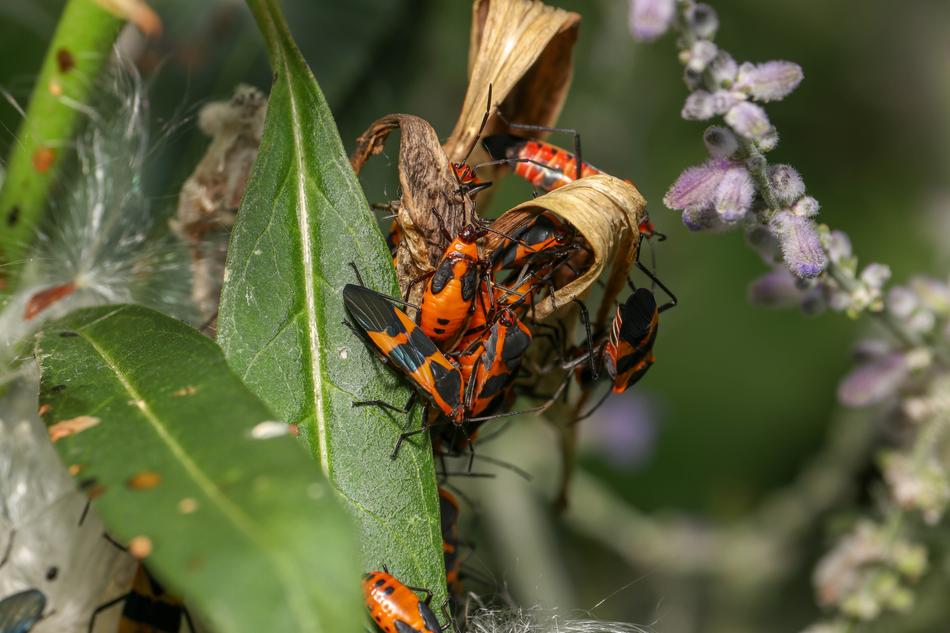 closeup photo of Bugs Insects in the garden
