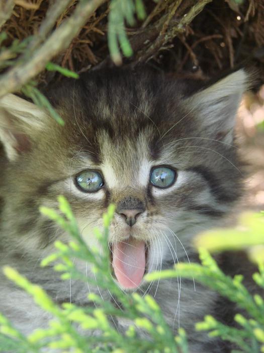 Cat Animal Animals