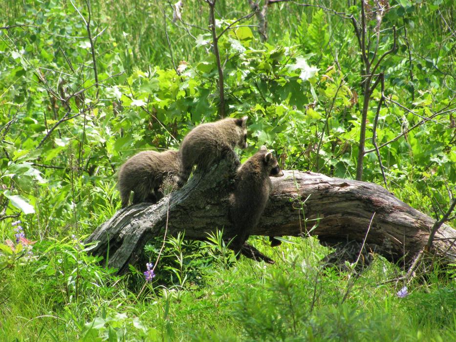 Baby Raccoons