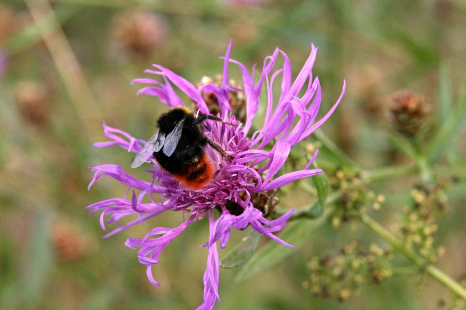 Pointed Flower Insect Hummel Stone