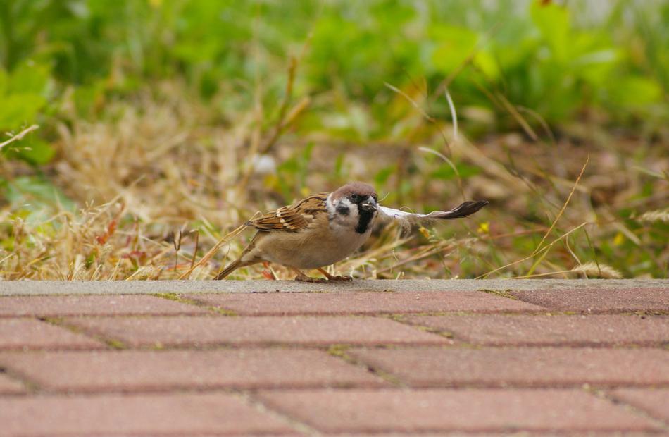 The Sparrow Mazurka Bird