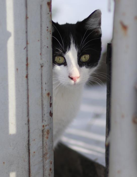 Cat White Black