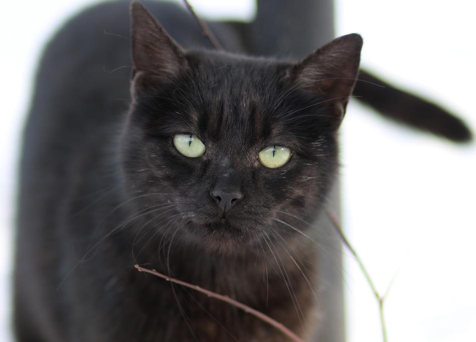Cat Black Pet
