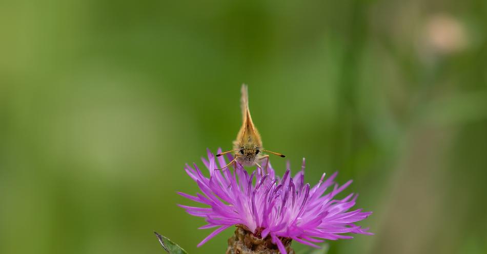 Skipper Butterfly Frontal Thistle