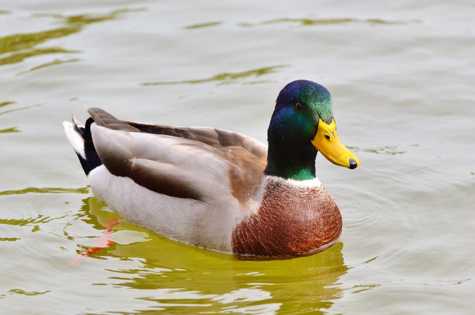 Ducks Waterfowl Mallard