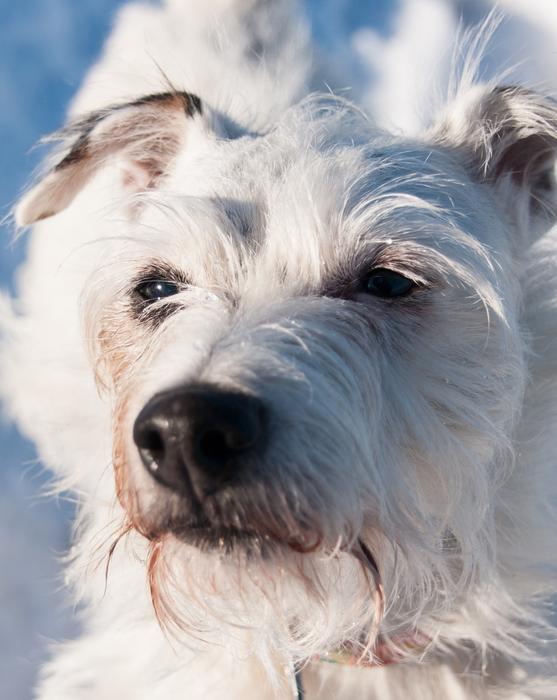 a beautiful dog with black eyes
