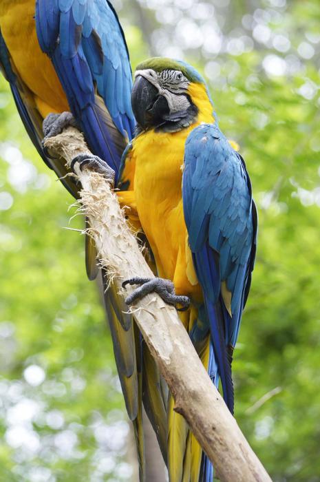 Parrot Macaw Blue