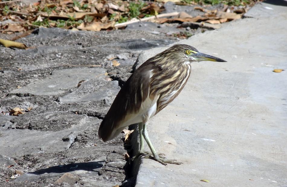 Bird Pond Heron Indian