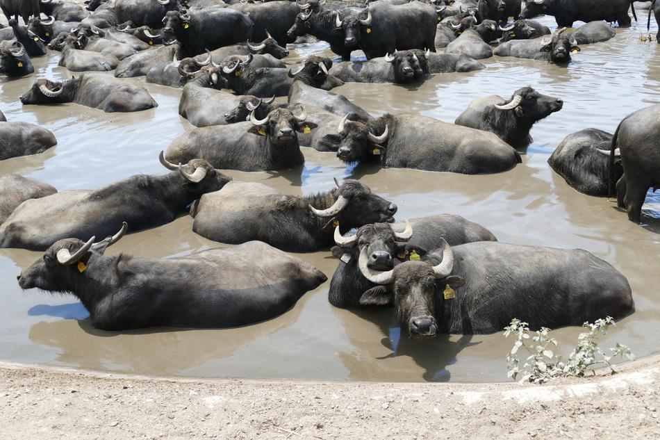 Water Buffalo Animals