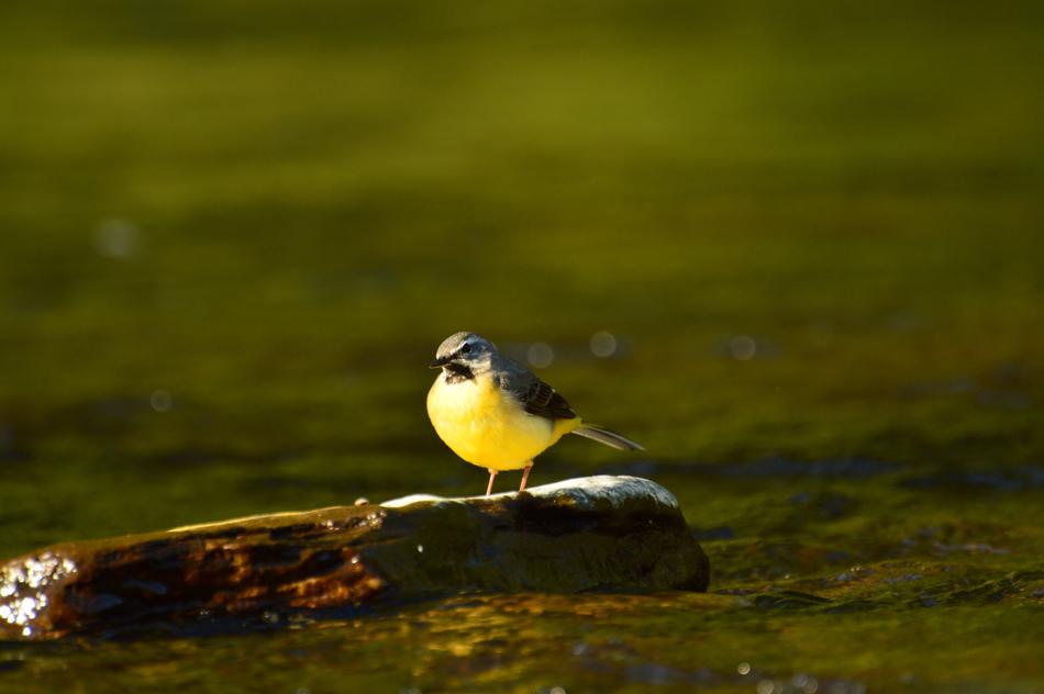 little yellow bird on a log in the swamp