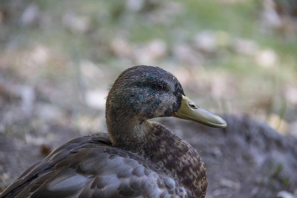 Animal Duck Green