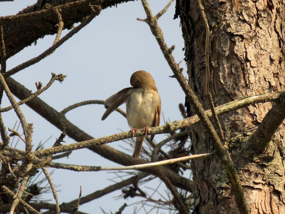 Sparrow Brown Bird