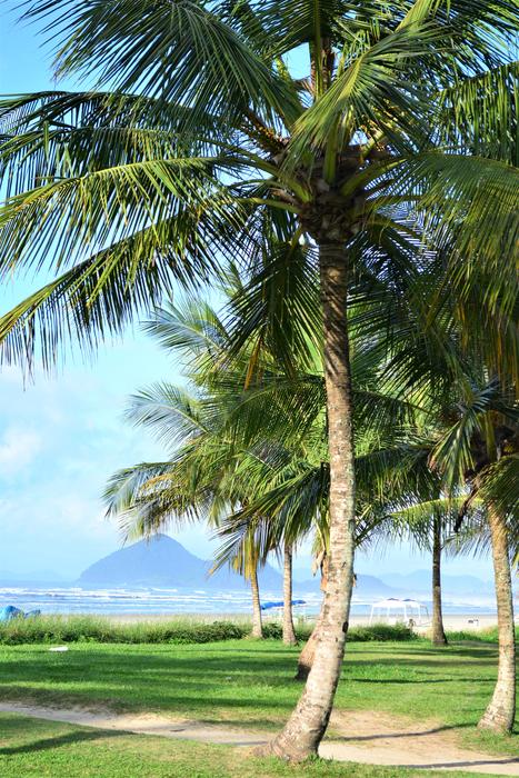 Coconut palm Tree on Beach Sand