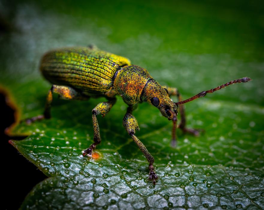 Macro Insect Bespozvonochnoe