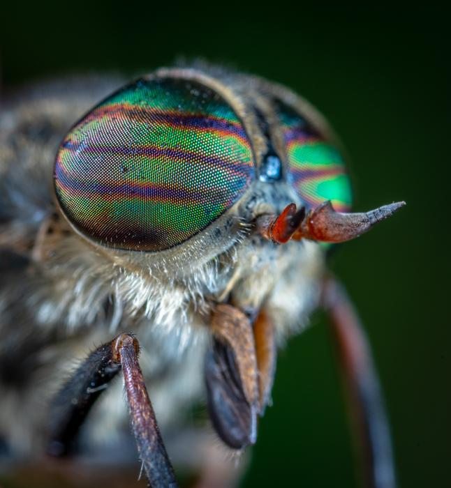 fly colored eyes green