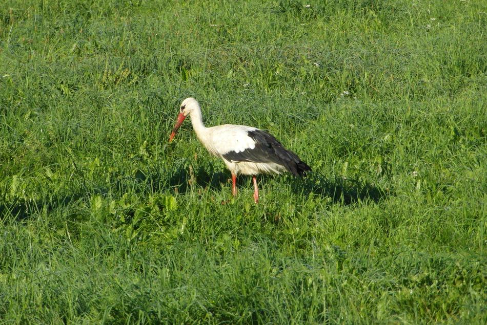 Stork Bird Flying