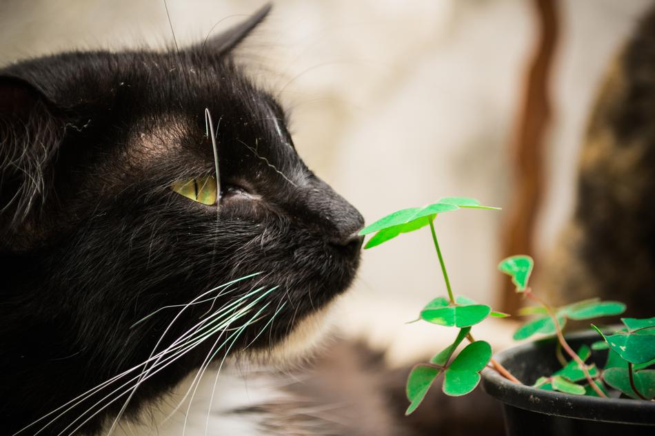 black cat sniffs a green flower