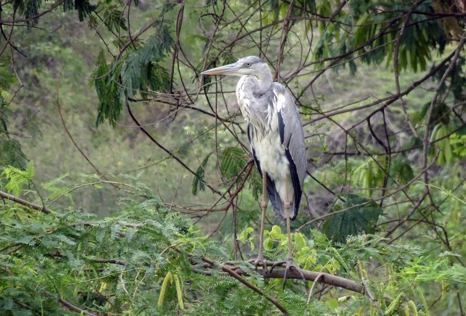 Bird Heron Grey Ardea