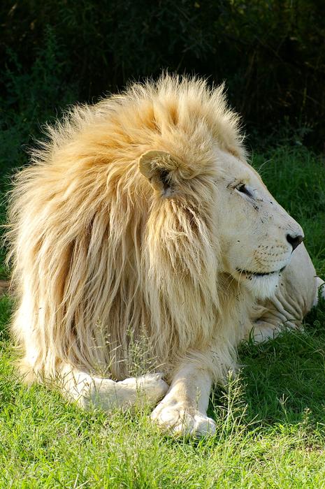Lion White Animal