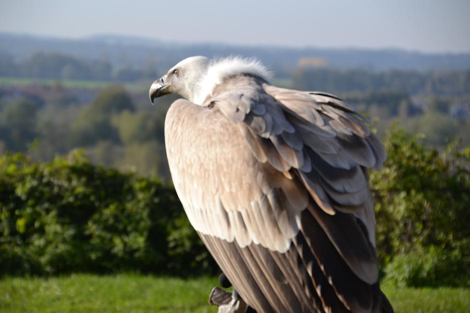 Vulture Griffon Bird