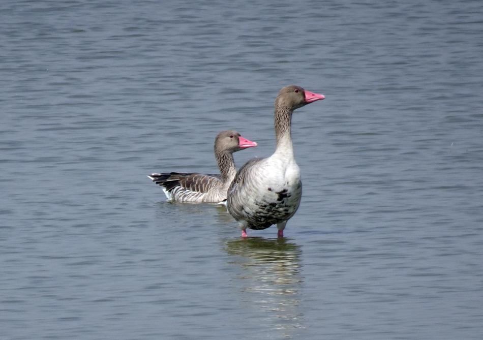 Bird Goose Greylag
