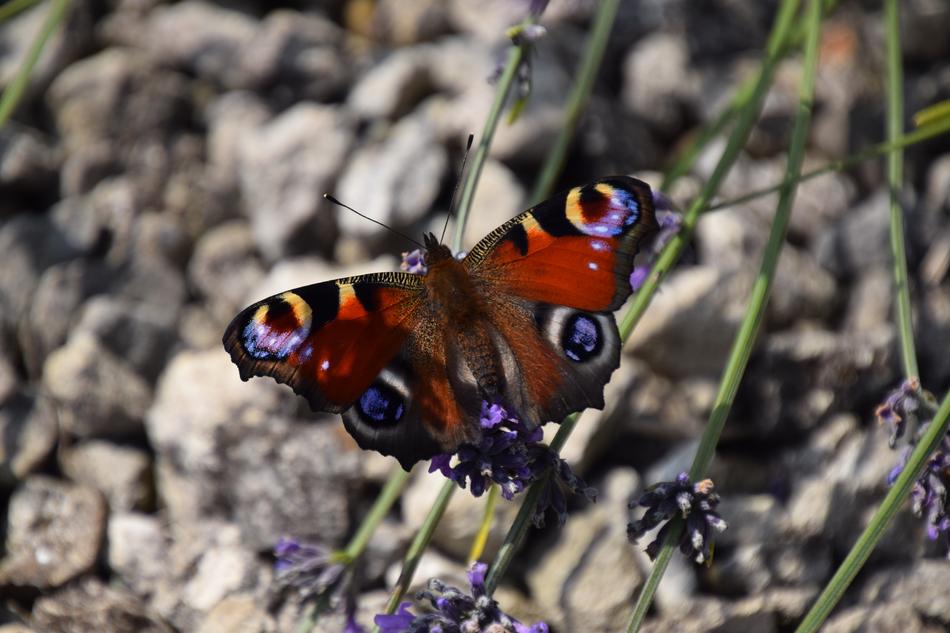 Butterfly Peacock Insect