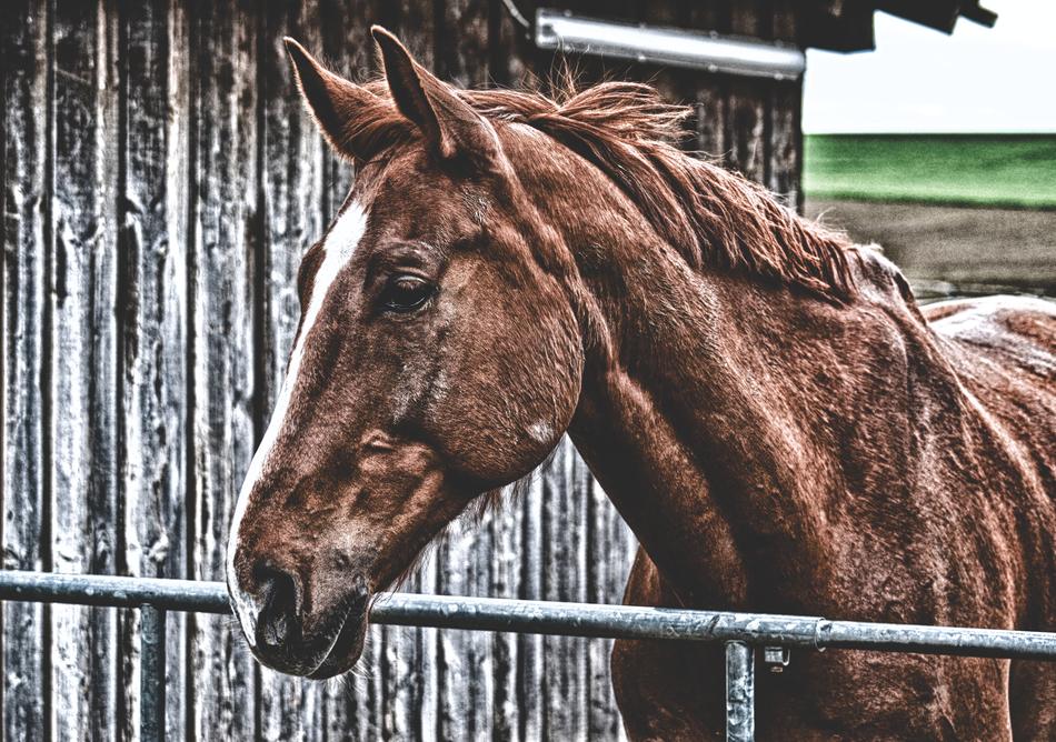 Horse Brown Animal