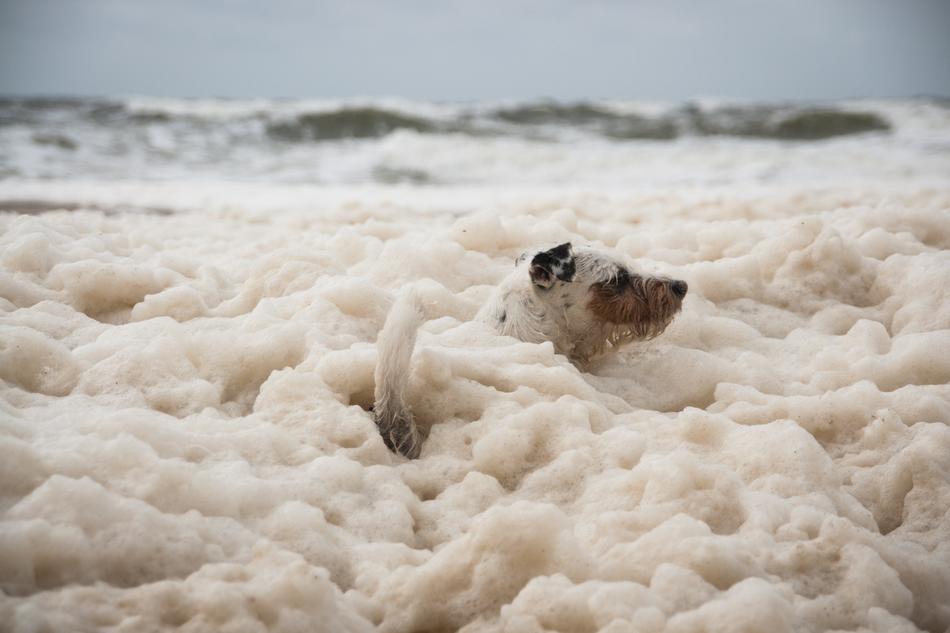 Dog Doggy Style Foam