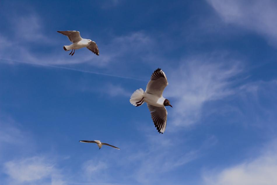 wild Birds on sky