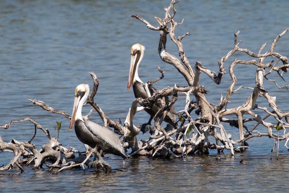 Cuba Cayo Coco Pelican