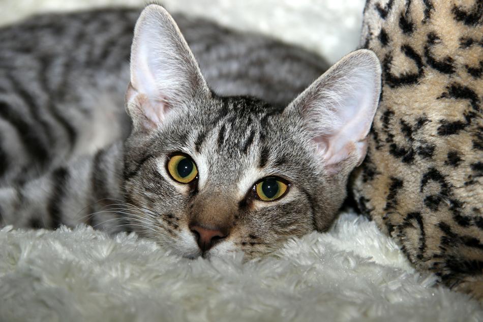Cat Domestic Pet