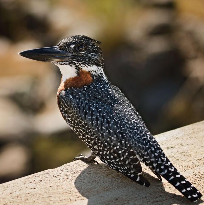 Kingfisher Bird Avian