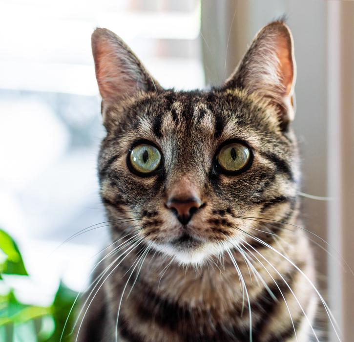 Cat Eyes Cat-Eyes