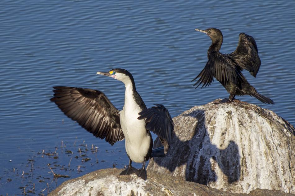 Shag Bird Wings