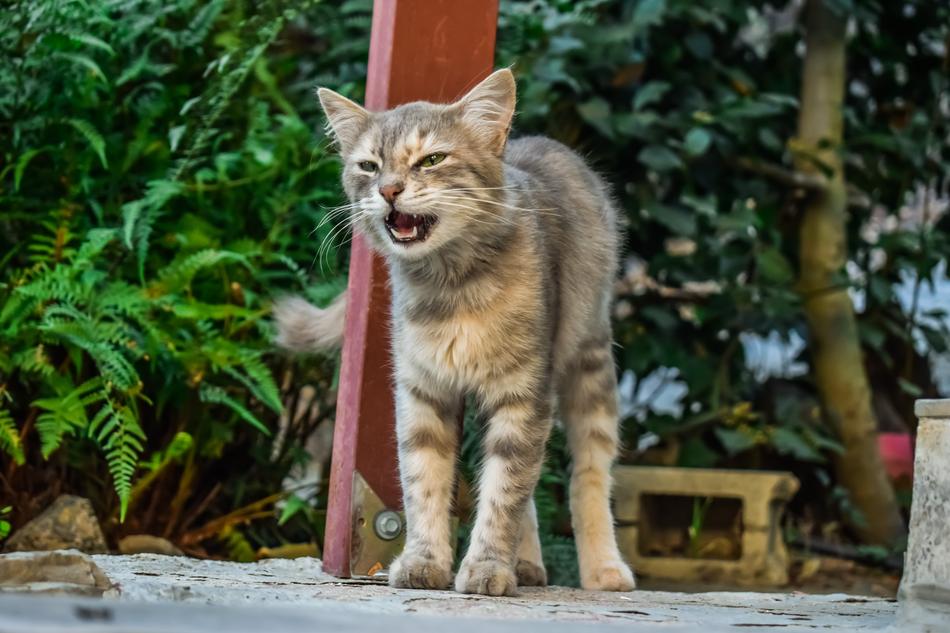 Cat Stray macro blur