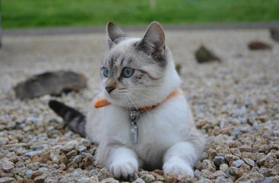 Cat Kitten Female