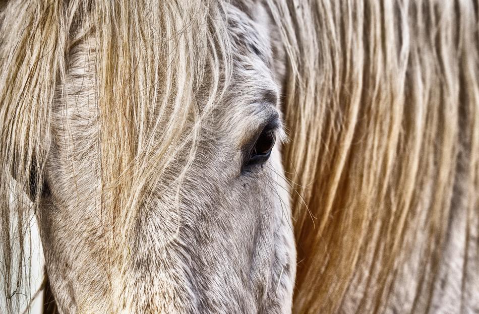 Mold Horse White