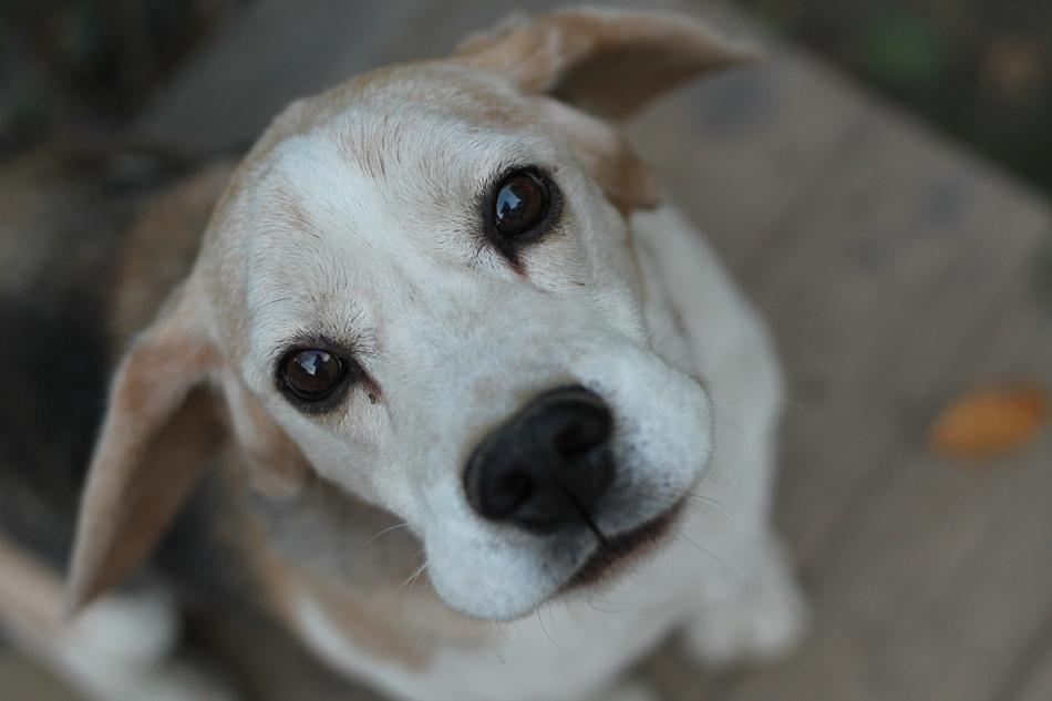 the dog looking up