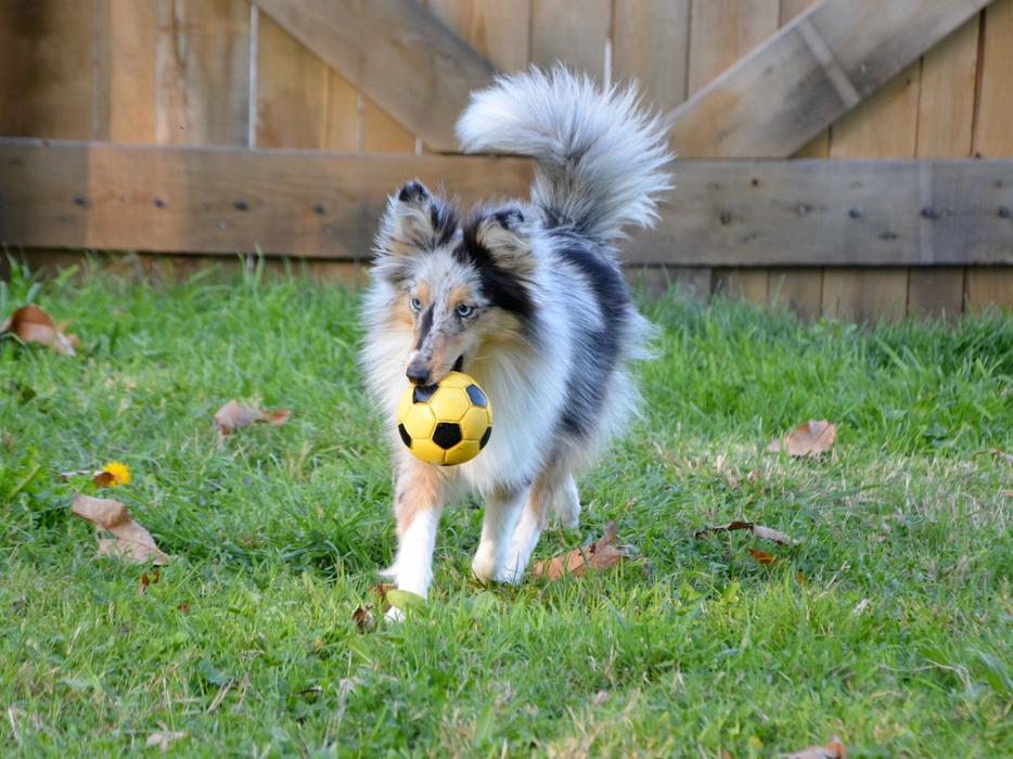 Dog Bitch Shetland Sheepdog