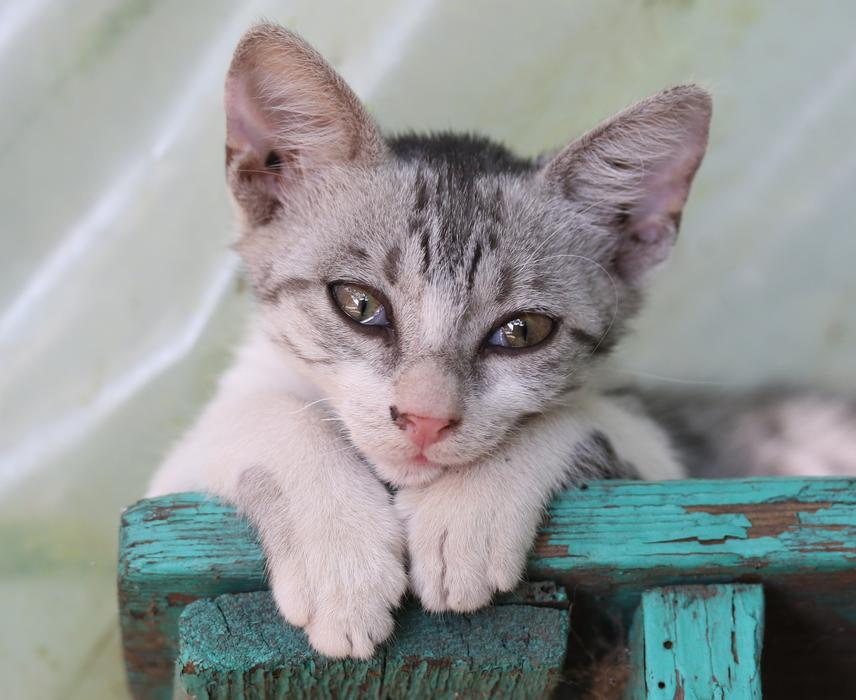 Cat Pet Small